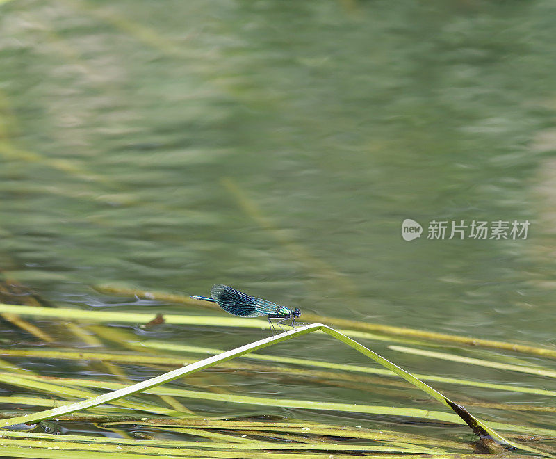 带状Demoiselle (Calopteryx splendens)雄性